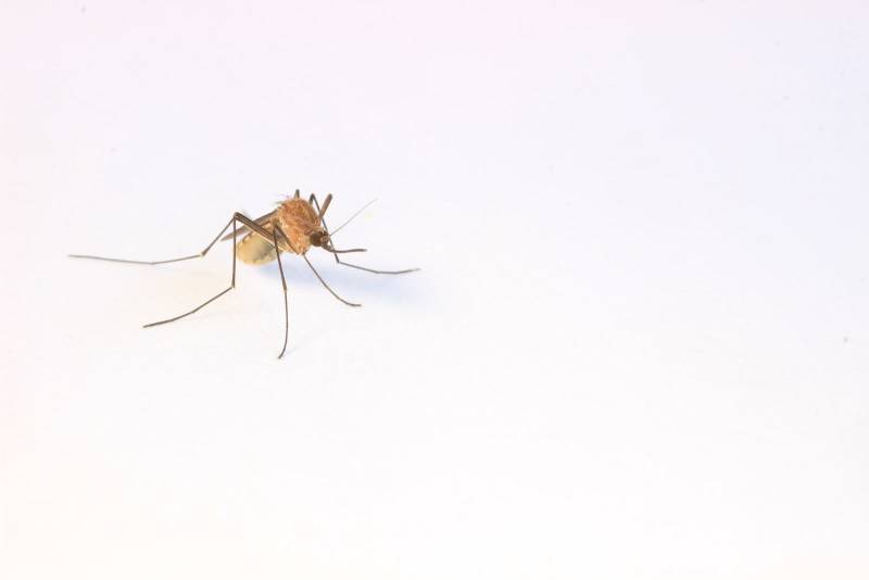 Trouvez la meilleure entreprise de lutte anti-moustiques à Fréjus, dans le Var