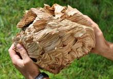 Notre zone d'activité pour ce service Tarif professionnel dératisation à