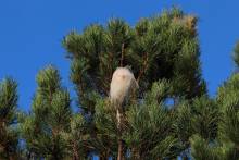 Notre zone d'activité pour ce service Désinsectisation de fourmis et moustiques à