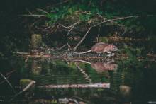 Notre zone d'activité pour ce service Entreprise de dépigeonnage à Sainte-Maxime dans le Var